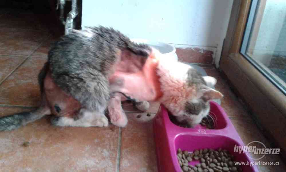 Břéťa z útulku Voříškov - foto 2