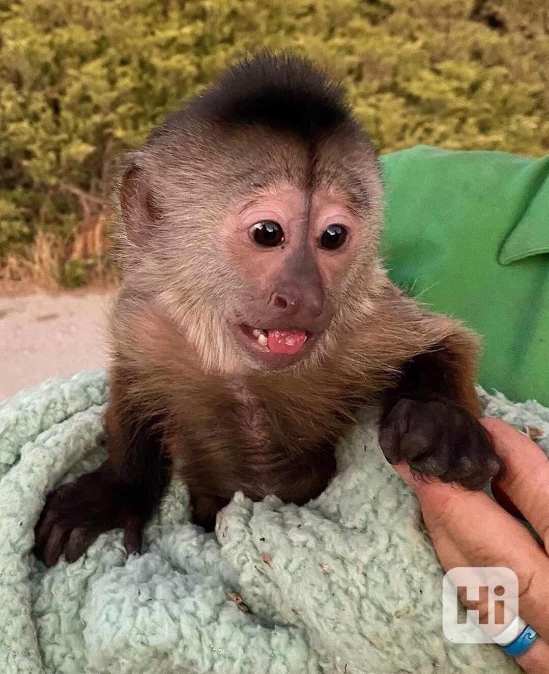 inteligentní a přátelské kapucínské opice k adopci - foto 1
