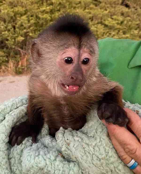 inteligentní a přátelské kapucínské opice k adopci