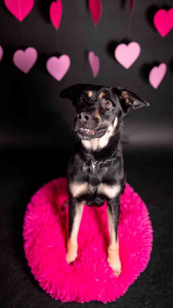 Persi - hodný, aktivní kluk, 3 a půl roku  - foto 2