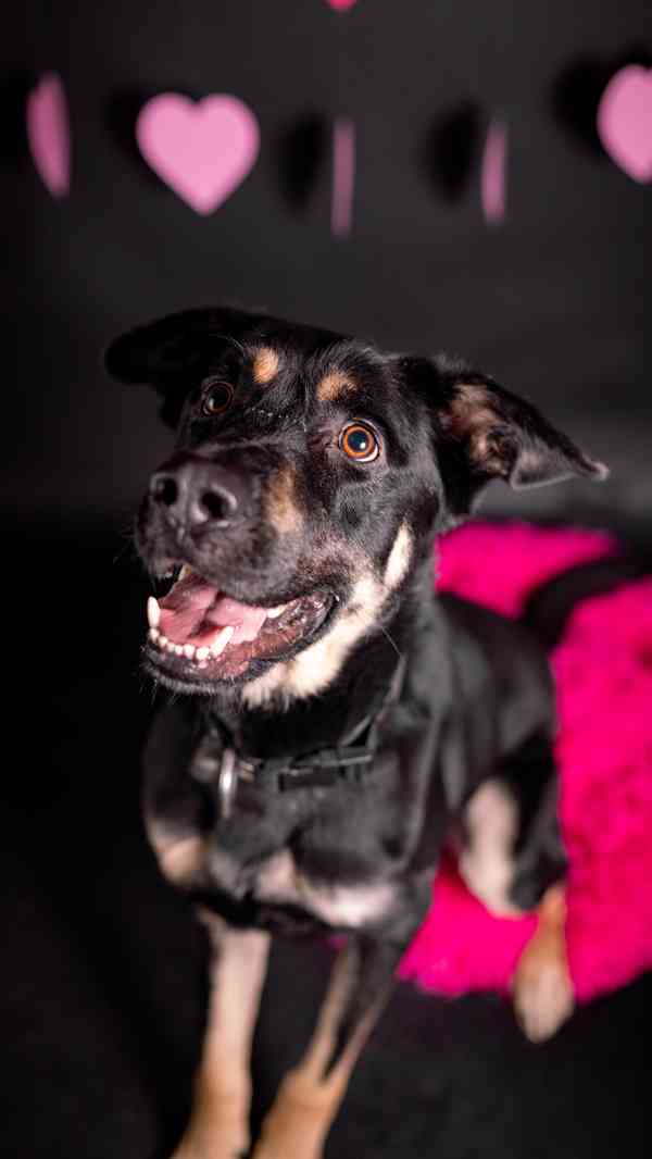 Persi - hodný, aktivní kluk, 3 a půl roku  - foto 4