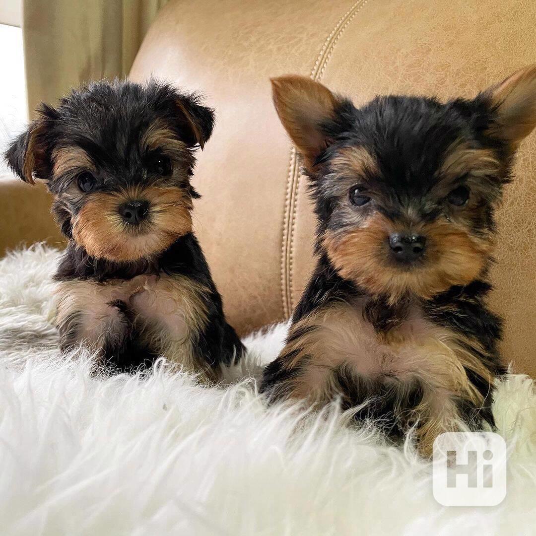 Dárek zdarma Dvě štěňata Yorkie k adopci zdarma  - foto 1