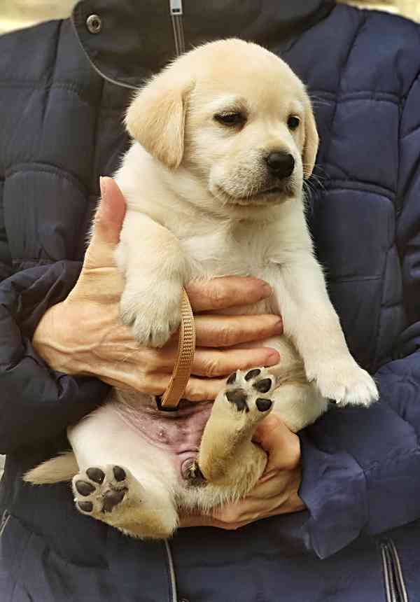 Štěňátka labradora s PP - foto 3