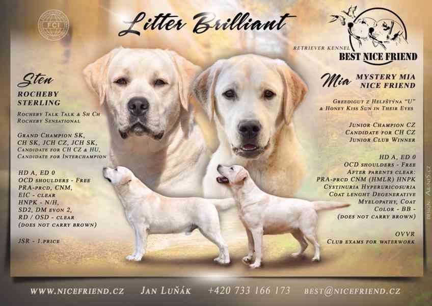 Štěňátka labradora s PP - foto 2