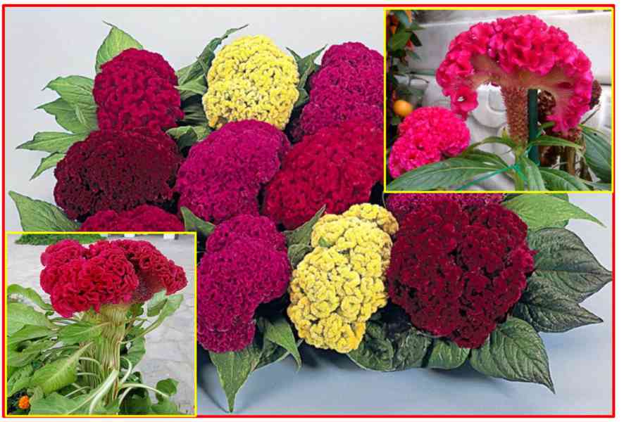 NEVADLEC HŘEBENITÝ - CELOSIA CRISTATA SMĚS BAREV - SEMENA - foto 1