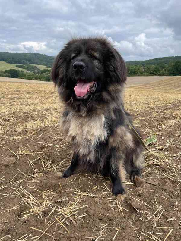 BRIT - Kavkazský pastevecký pes, kastrovaný, 11 let - foto 7