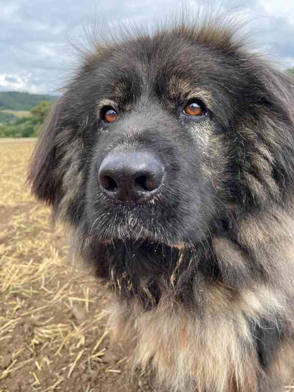 BRIT - Kavkazský pastevecký pes, kastrovaný, 11 let - foto 4
