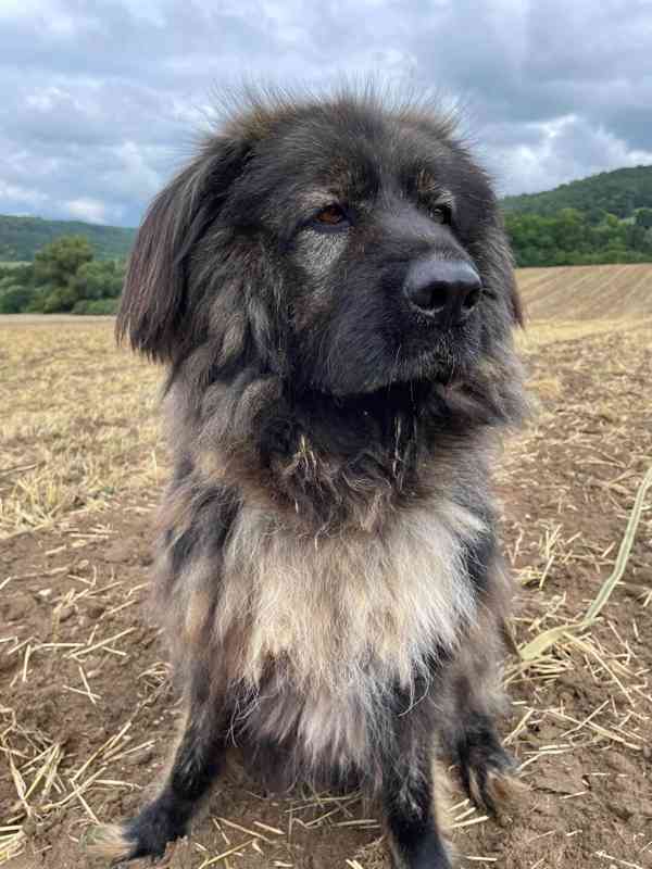 BRIT - Kavkazský pastevecký pes, kastrovaný, 11 let - foto 8