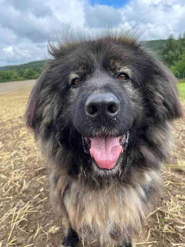 BRIT - Kavkazský pastevecký pes, kastrovaný, 11 let - foto 3