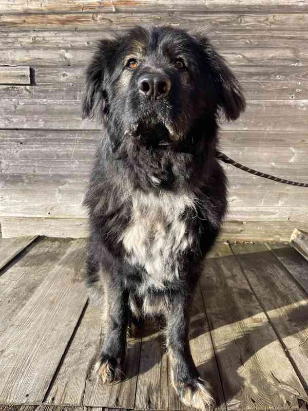 BRIT - Kavkazský pastevecký pes, kastrovaný, 10 let - foto 2