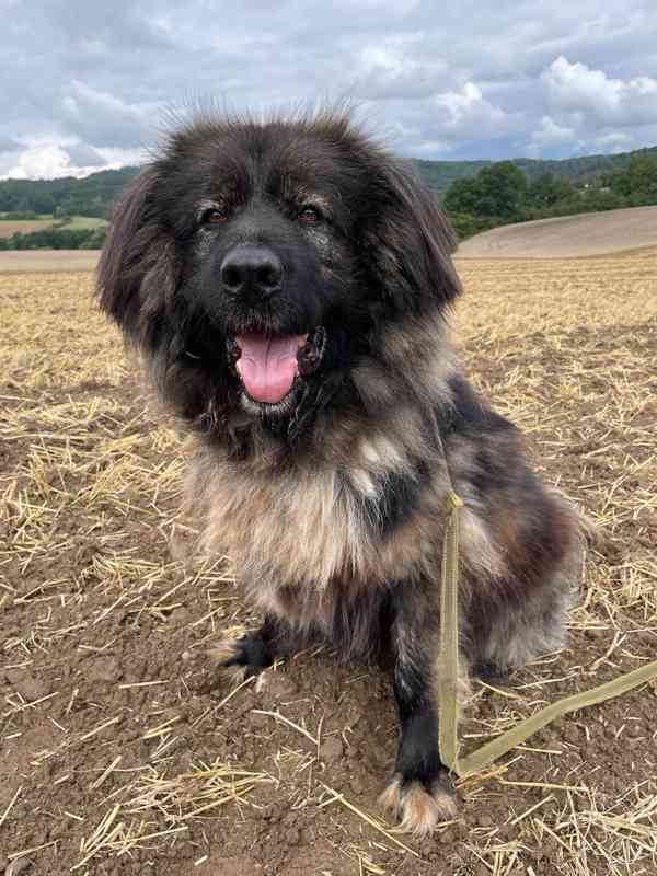 BRIT - Kavkazský pastevecký pes, kastrovaný, 11 let - foto 2