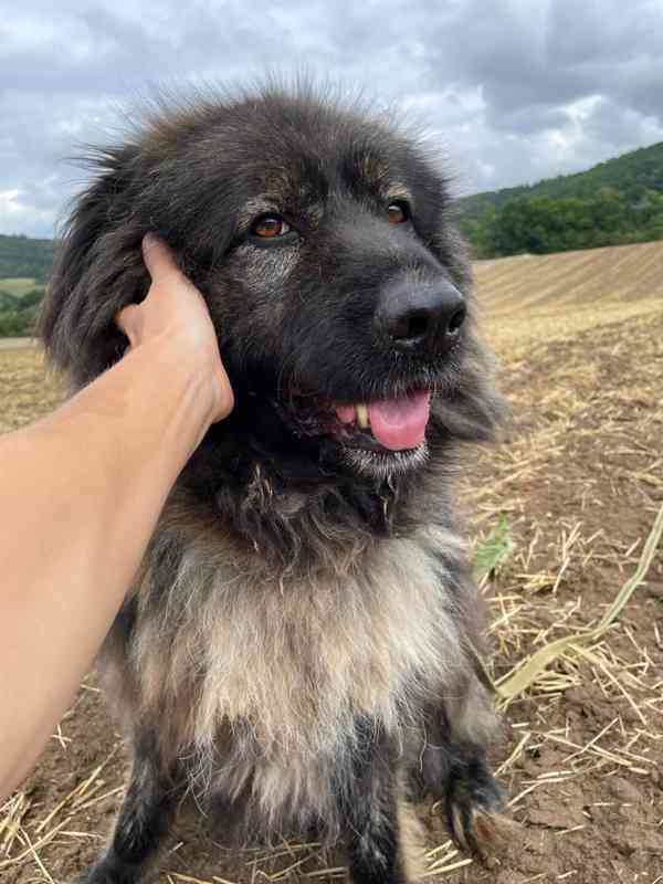BRIT - Kavkazský pastevecký pes, kastrovaný, 11 let - foto 10