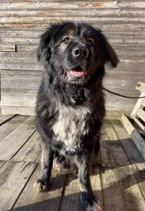 BRIT - Kavkazský pastevecký pes, kastrovaný, 10 let - foto 5