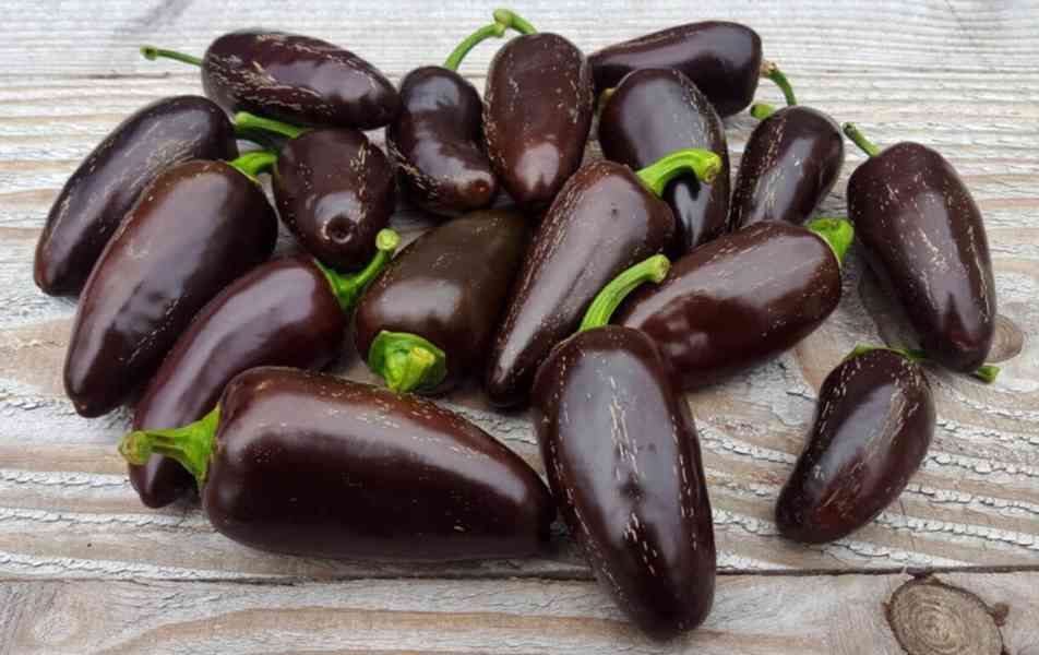 sazenice chilli Jalapeňo Azabache - foto 1