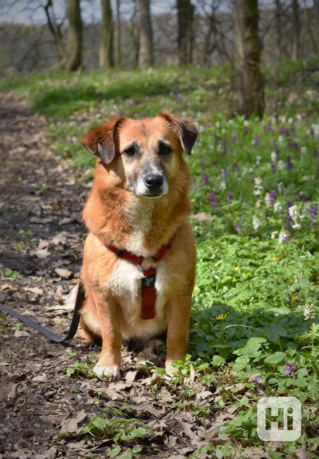 ŽOFINKA - SMUTNÁ DÁMA - foto 1