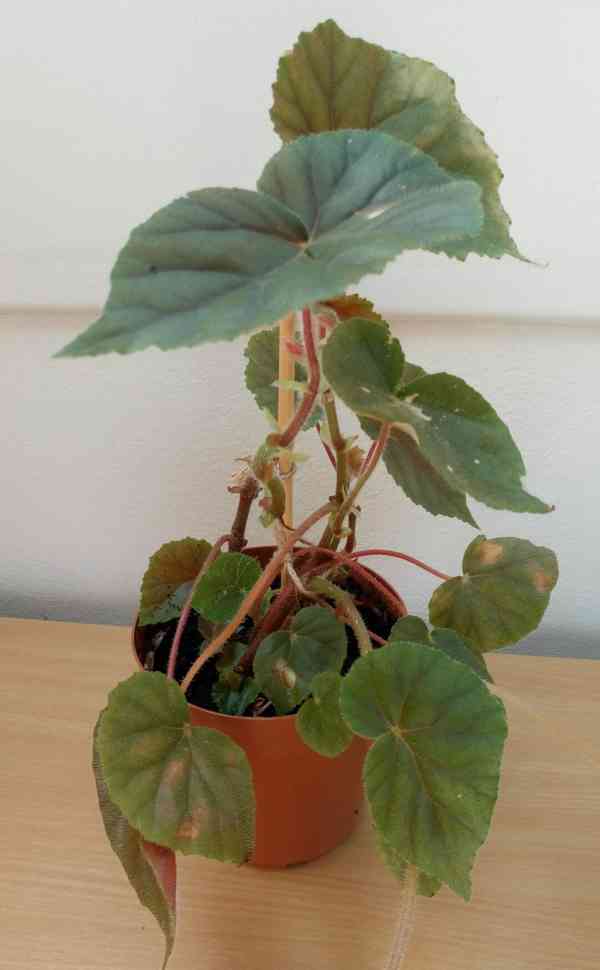 Begonia credneri  - foto 1