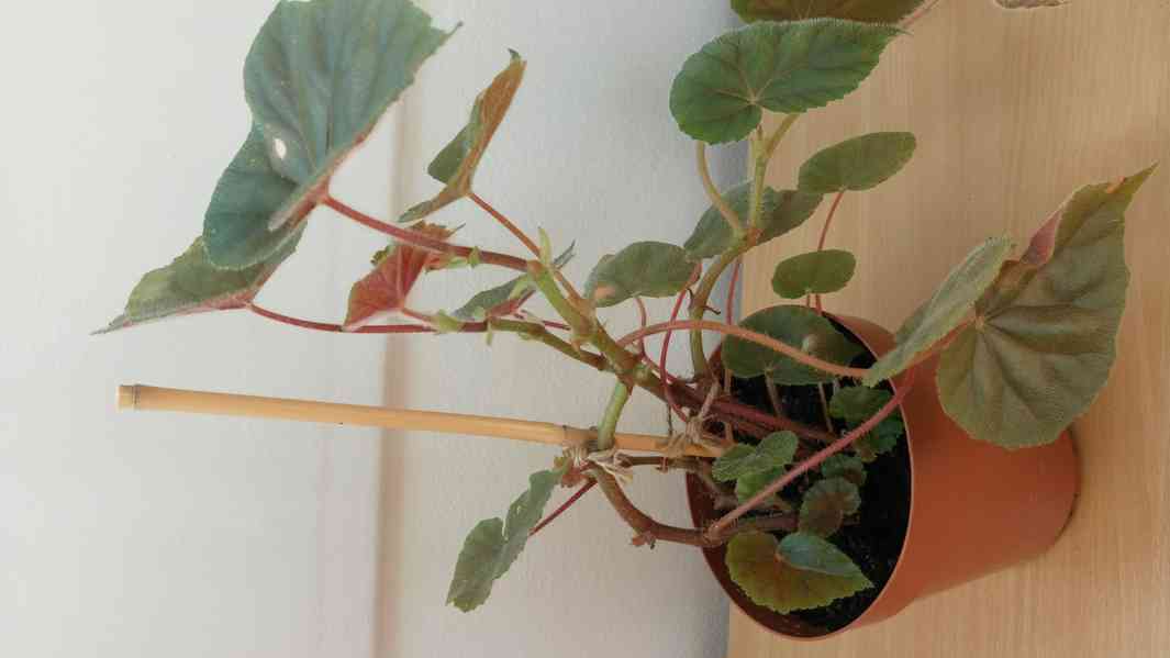 Begonia credneri  - foto 2