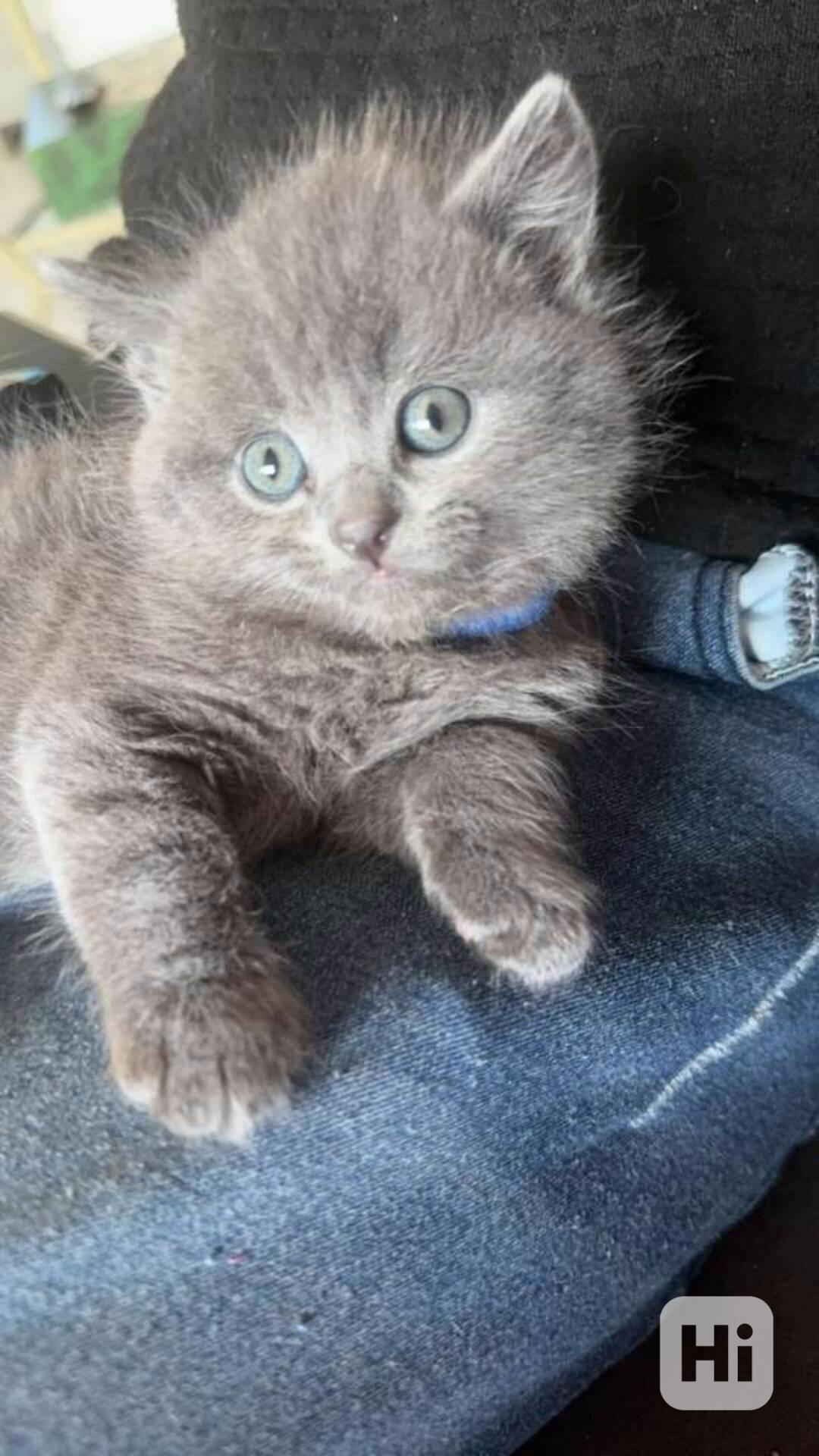 Britská koťátka s PP - foto 1