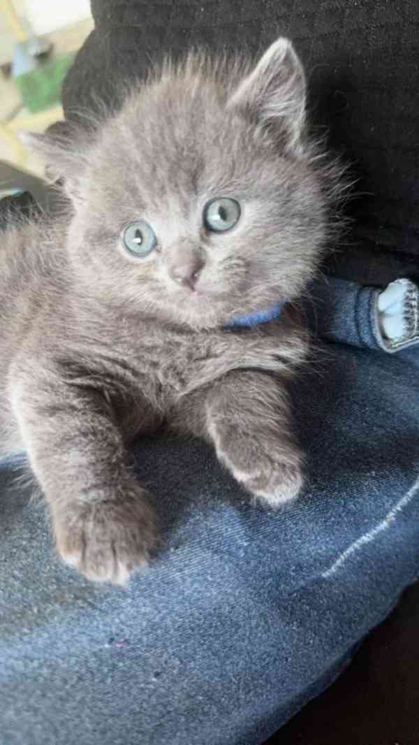 Britská koťátka s PP - foto 1