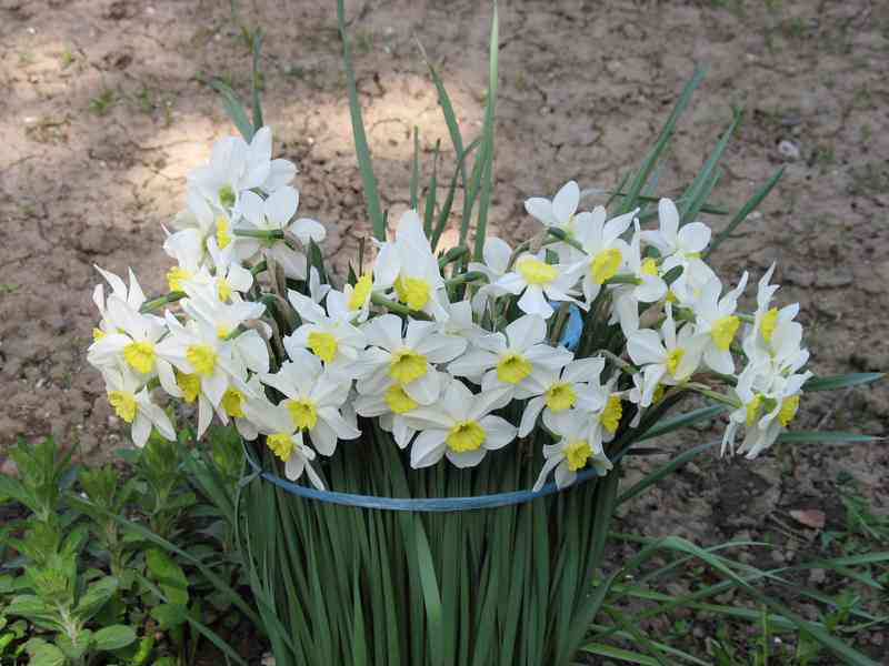 Cibule tulipánů a narcisů - různé druhy - foto 2