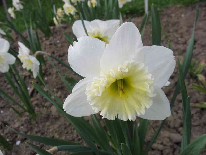 Cibule tulipánů a narcisů - různé druhy
