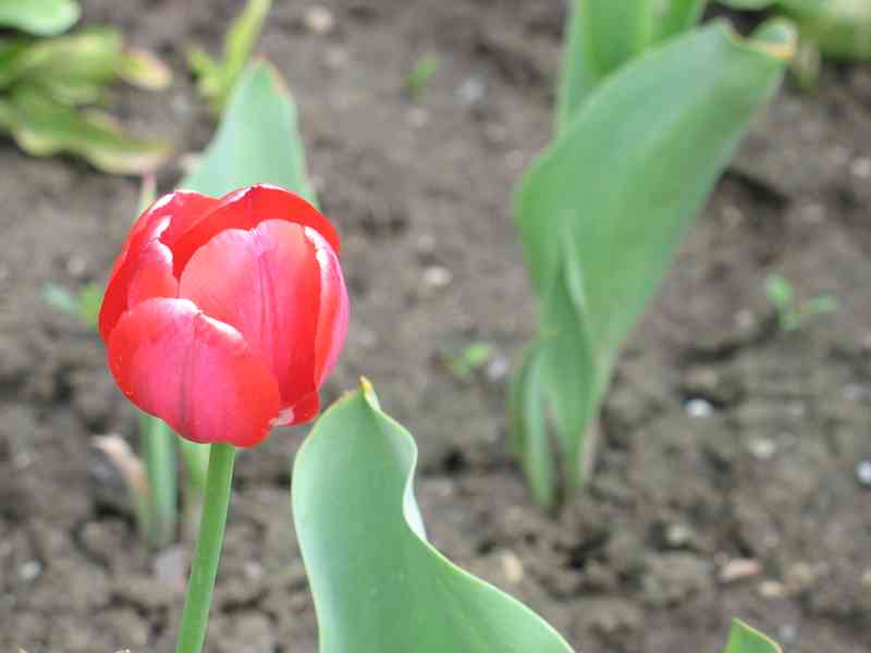 Cibule tulipánů a narcisů - různé druhy - foto 3