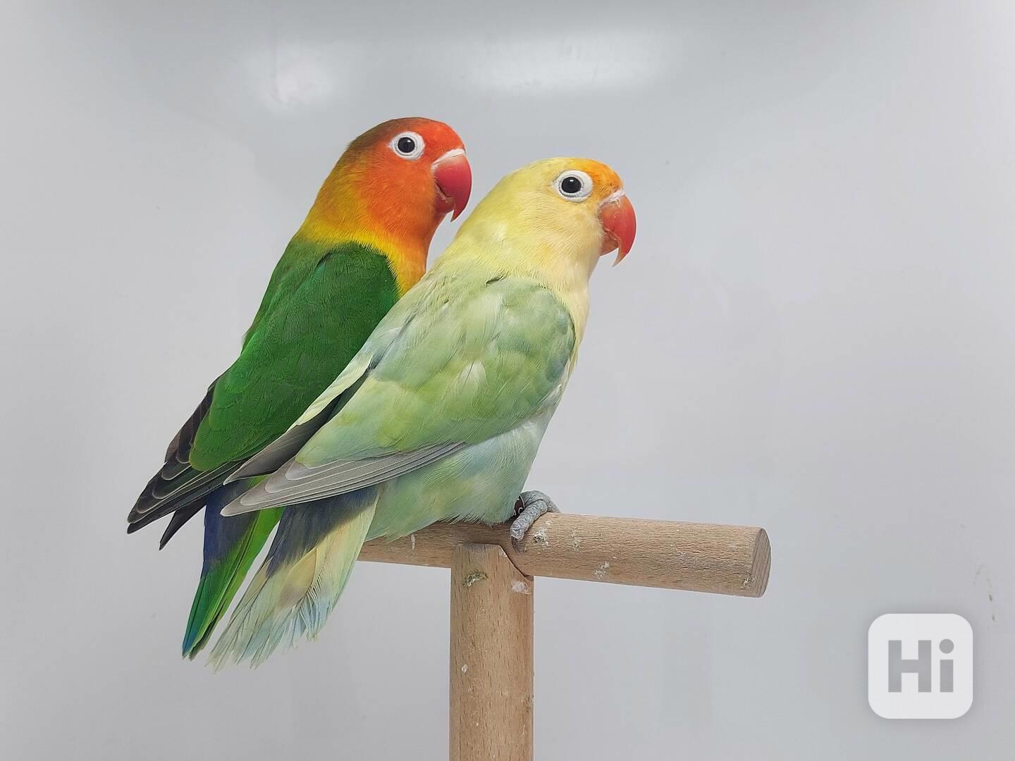 Agapornis fischeri - chovný pár mutace dilute - foto 1
