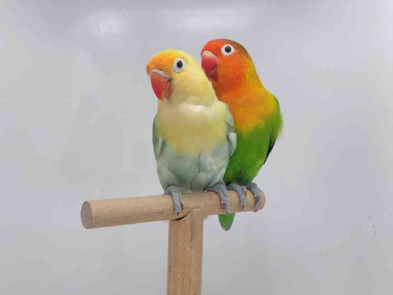 Agapornis fischeri - chovný pár mutace dilute - foto 2
