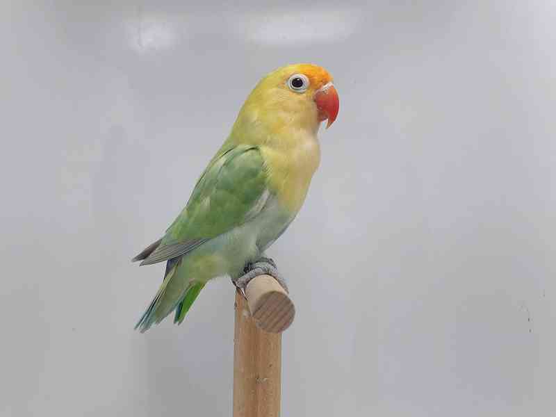Agapornis fischeri - chovný pár mutace dilute - foto 3