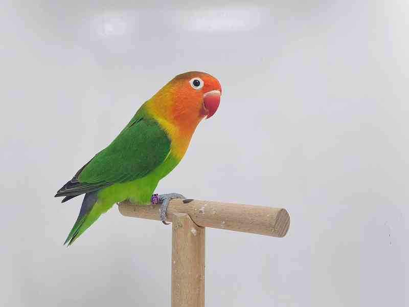 Agapornis fischeri - chovný pár mutace dilute - foto 4
