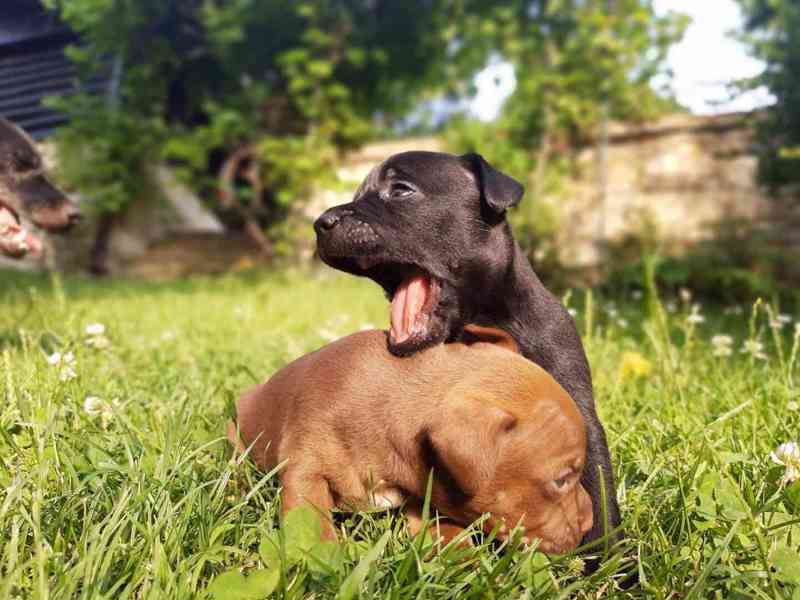 Patterdale teriér štěňata - foto 3