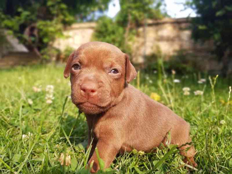 Patterdale teriér štěňata - foto 4