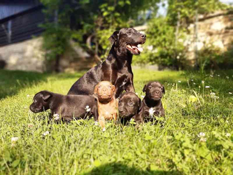 Patterdale teriér štěňata - foto 1