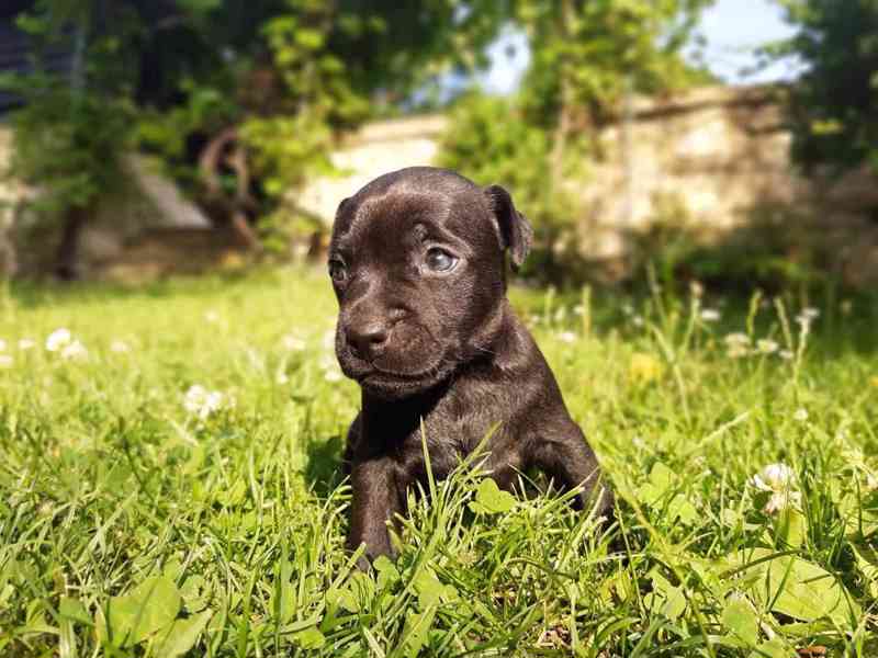 Patterdale teriér štěňata - foto 5
