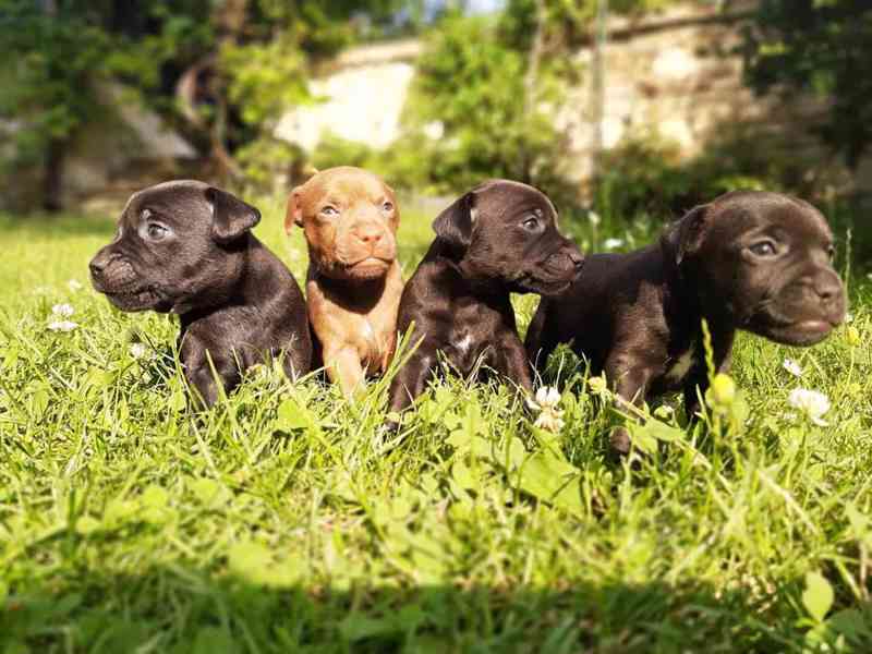 Patterdale teriér štěňata - foto 2