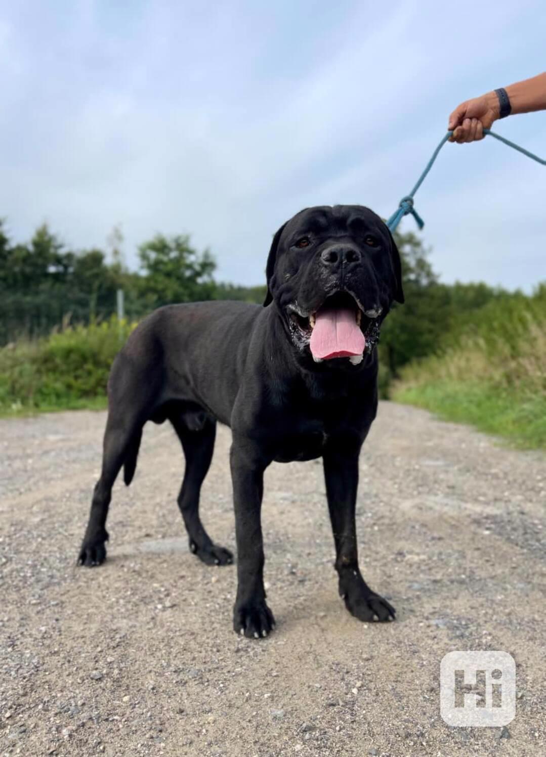 HADES - kříženec Cane Corso 50 kg, 15 měsíců  - foto 1