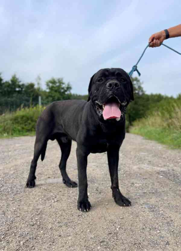 HADES - kříženec Cane Corso 50 kg, 15 měsíců 