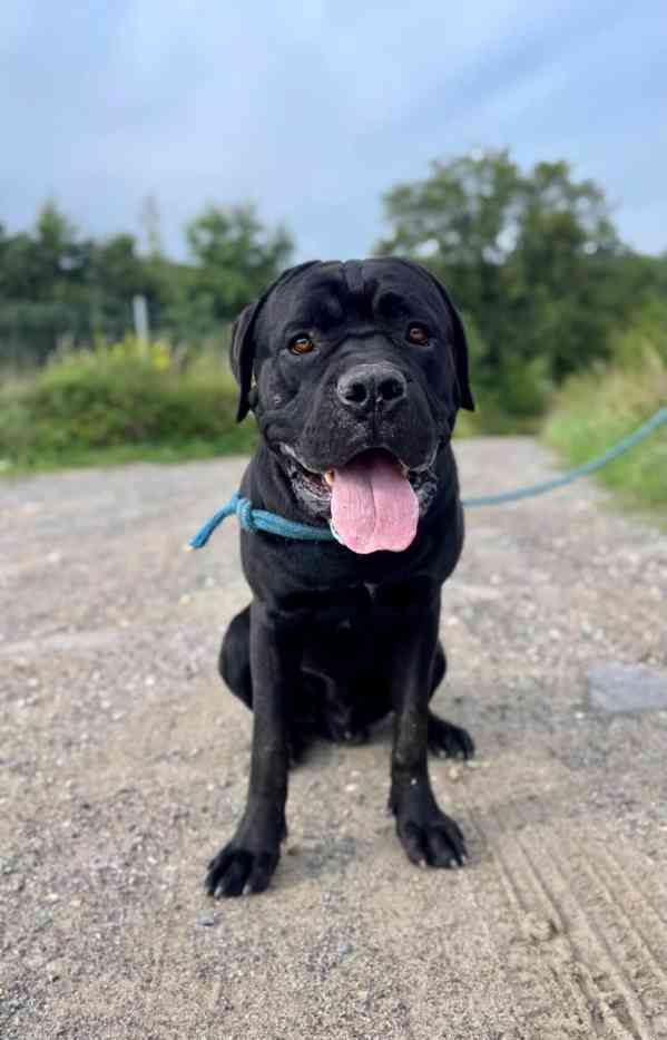 HADES - kříženec Cane Corso 50 kg, 15 měsíců  - foto 2