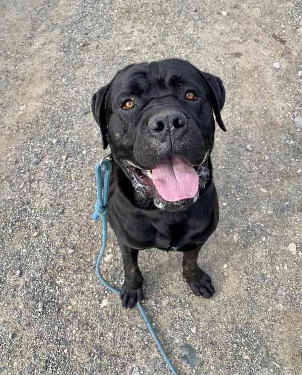 HADES - kříženec Cane Corso 50 kg, 15 měsíců  - foto 4