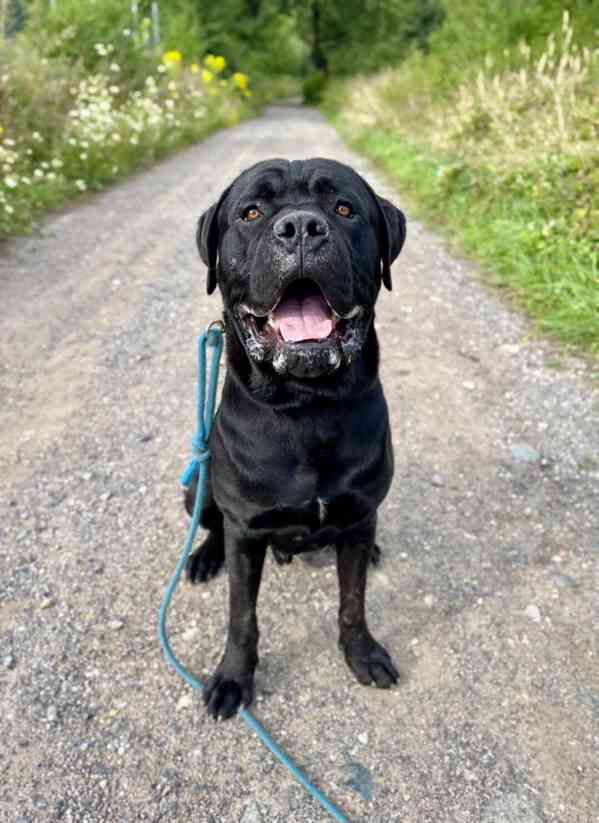 HADES - kříženec Cane Corso 50 kg, 15 měsíců  - foto 3