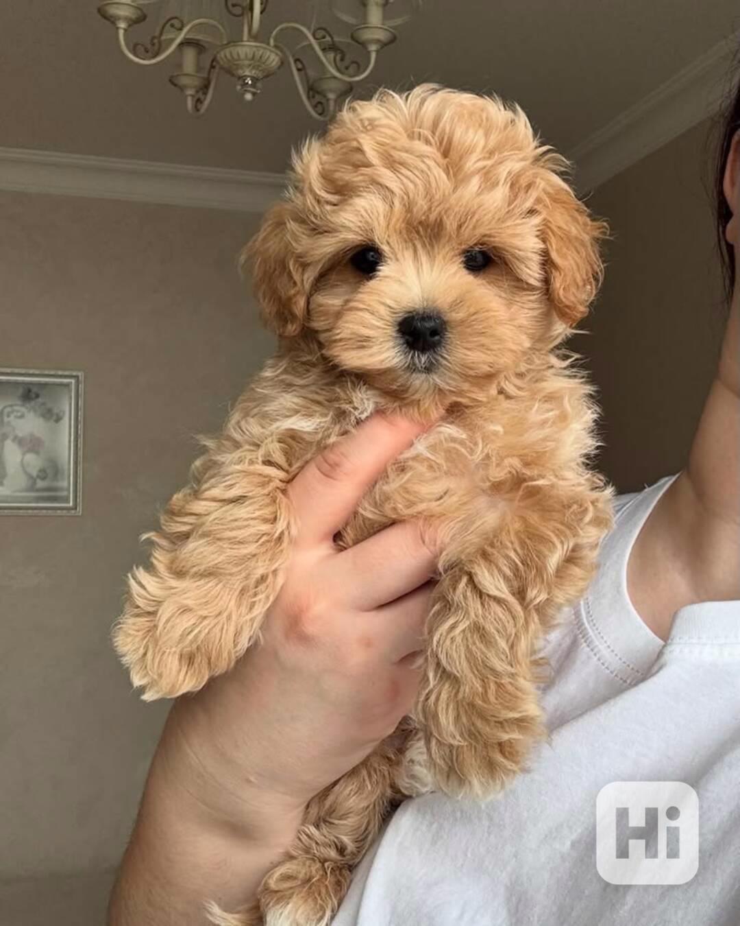Máme na prodej štěňátka Maltipoo. - foto 1