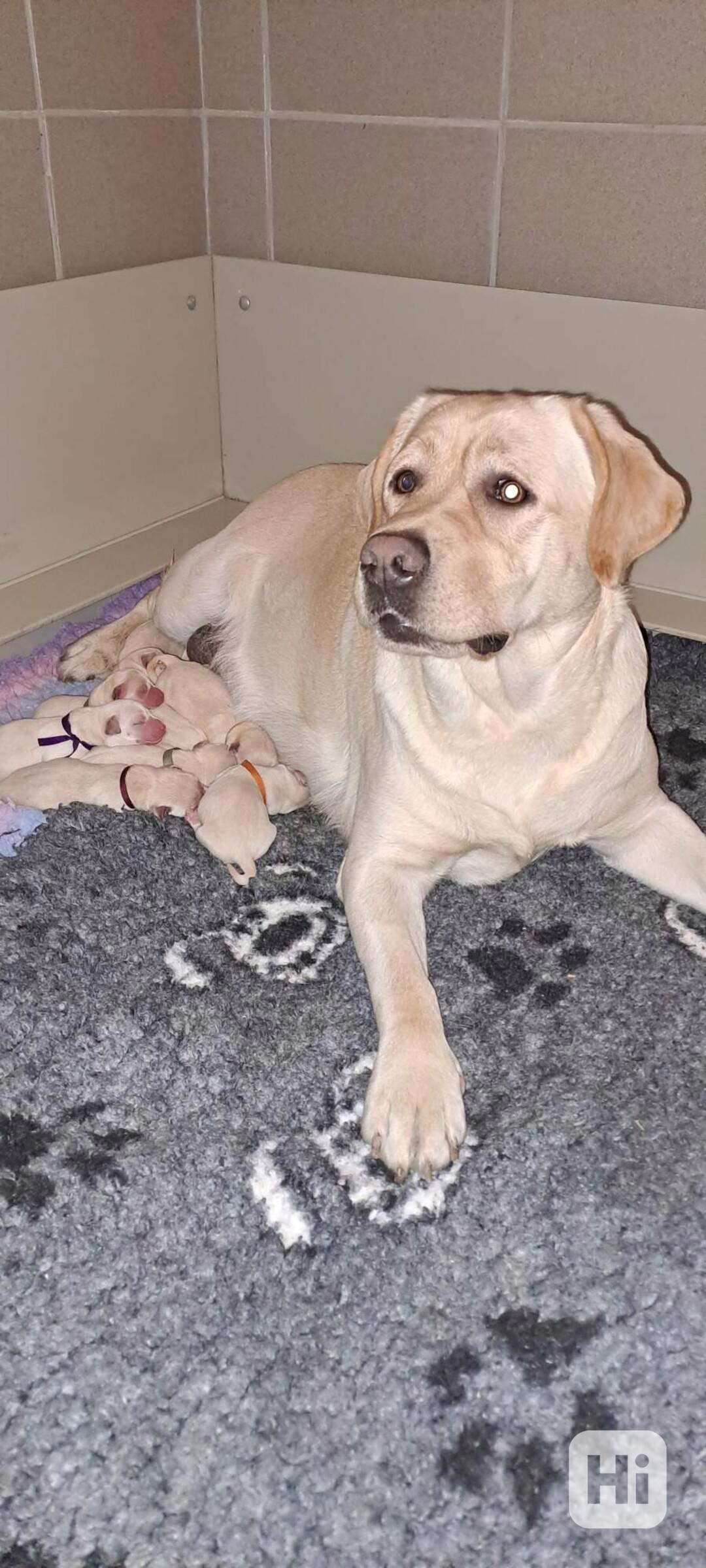 Labrador - štěňátka s PP - foto 1