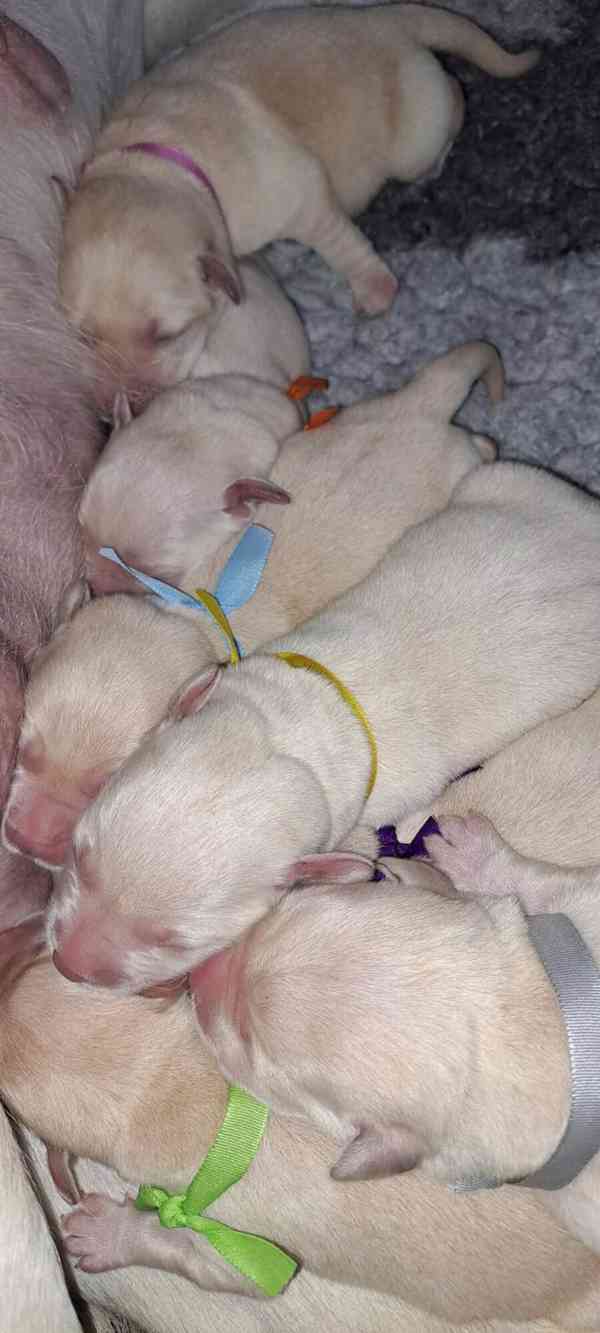 Labrador - štěňátka s PP - foto 4