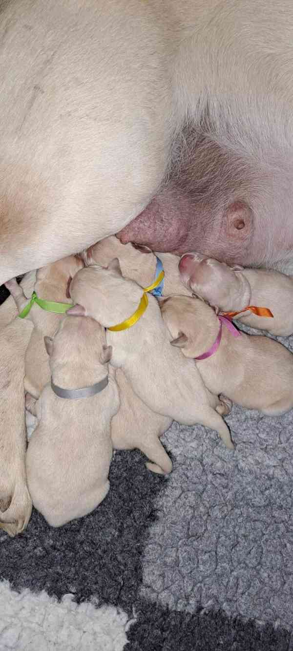 Labrador - štěňátka s PP - foto 5