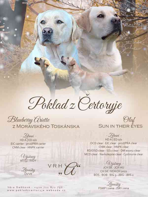 Labrador - štěňátka s PP - foto 6