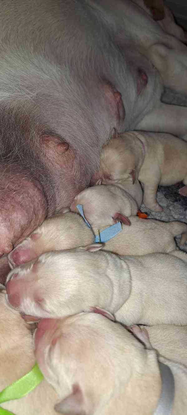 Labrador - štěňátka s PP - foto 3