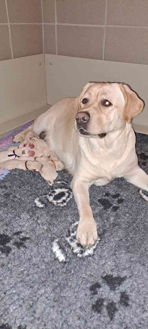 Labrador - štěňátka s PP