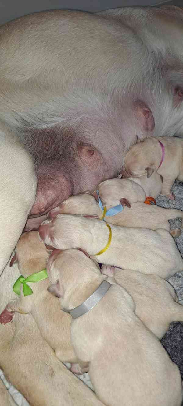 Labrador - štěňátka s PP - foto 2