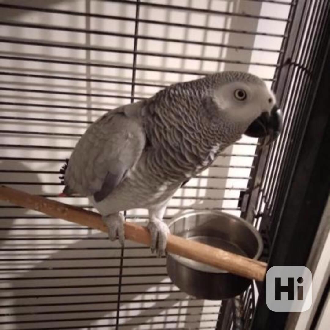 Mluvící afričtí papoušci šedí k adopci - foto 1