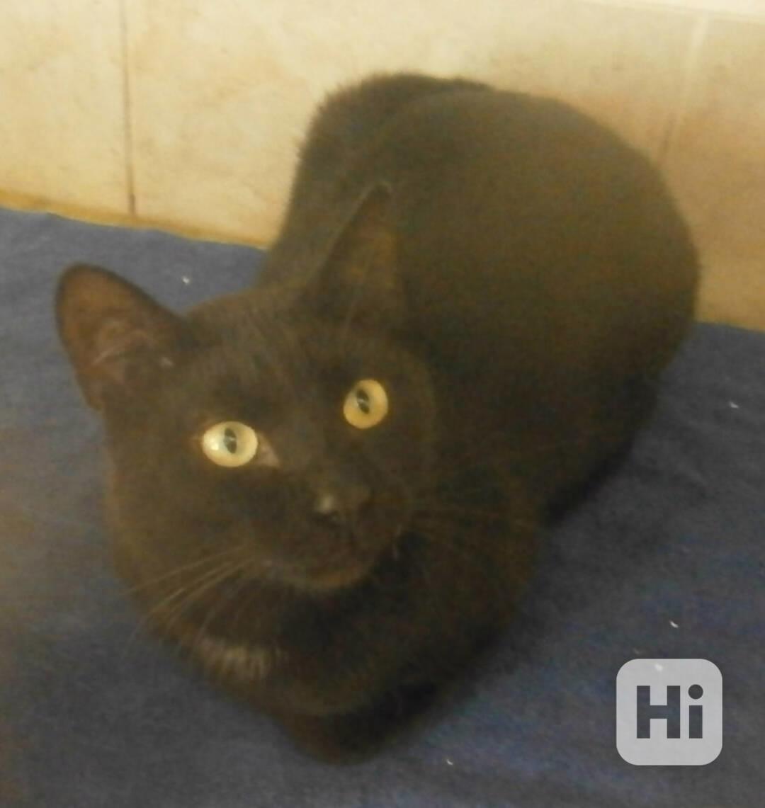 Hodný černý 3letý kocourek Tom hledá domov - foto 1